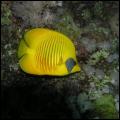 Gele koraalvlinder