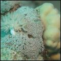 Orgelpijp koraal