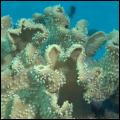 Zacht Paddestoel koraal
