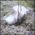 Witte Platworm