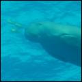 Dugong