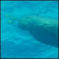 Dugong