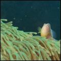 Pink anemonefish